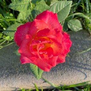 Meet your Posher, Zenaida